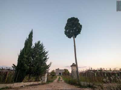 A questo punto c'� bisogno di spostarsi per un altro paio di chilometri. Strada vicinale Torre delle Monache si immette in strada vicinale Sagnisi (lungo la quale si erge il cipresso alto sette metri noto come � p�nnacchj-�il pennacchio�), la quale muta nome in strada vicinale Pezza Manca e incrocia strada vicinale Vrazzullo
